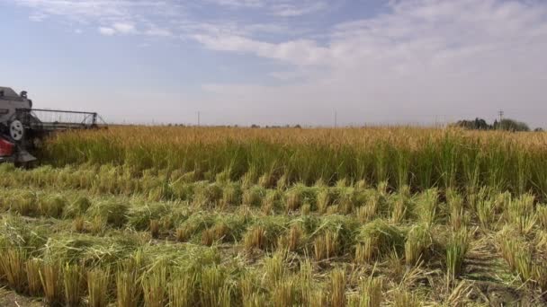 Man met behulp van een combinatie Harvester — Stockvideo