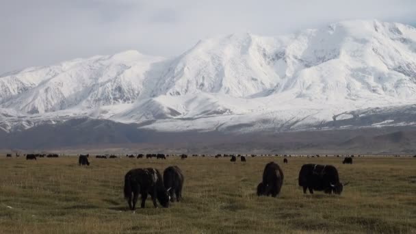 Peopleat beschäftigt Kashgar BasarOs iaques pastarem no campo, em uma bela paisagem montanhosa — Stock video