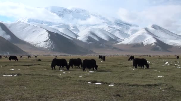 Gli yak pascolano nel paesaggio montano — Video Stock