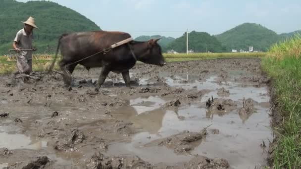 Een man ploegen een veld met een koe. — Stockvideo