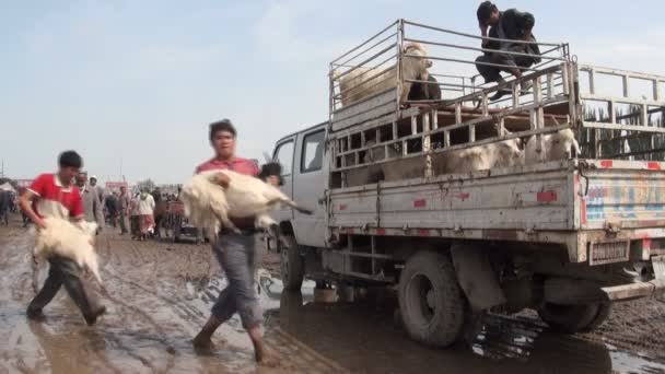Um homem joga ovelhas e cabras no caminhão — Vídeo de Stock