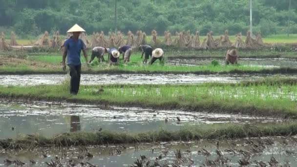 Люди работают на рисовых полях — стоковое видео