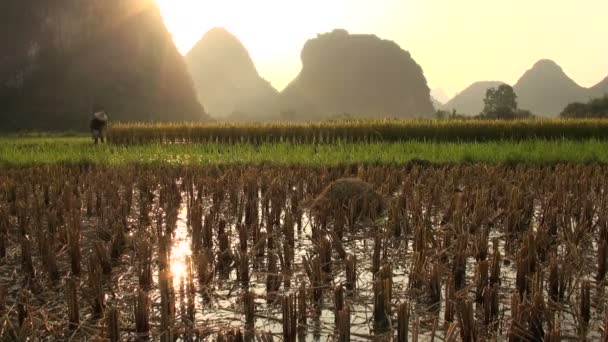 Люди працюють у на ricefields на заході сонця. — стокове відео