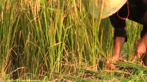 A Chinese man cuts rice — Stock Video