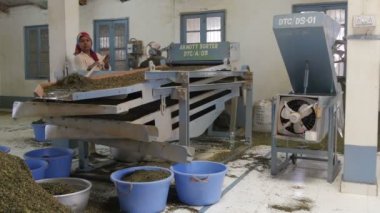 kadın bir makine çay yaprakları sıralama çalışır