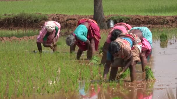 Grupa kobiet w kolorowe Sari sadzenia ryżu w Indiach — Wideo stockowe