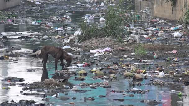 Yemek için bir köpek searche — Stok video