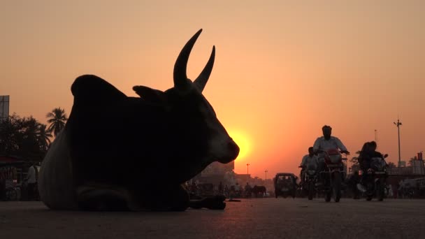 Vaca sentada na estrada — Vídeo de Stock