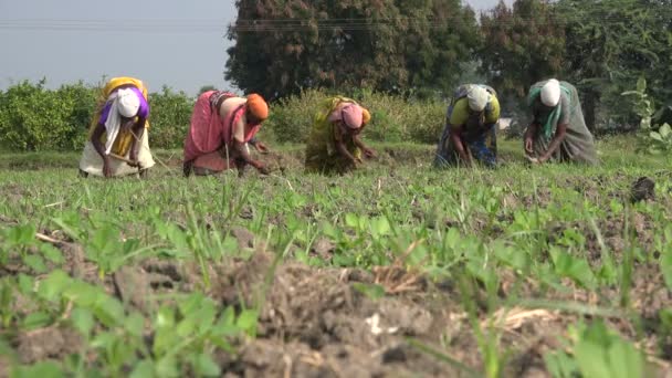 Women remove weeds from a piece of farmland — Wideo stockowe