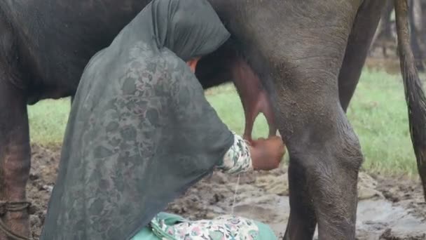 Женщина доит буйвола — стоковое видео