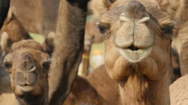 Любопытные верблюды смотрят в камеру — стоковое видео