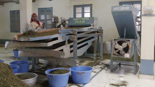 Mujer opera una máquina de clasificación de hojas de té — Vídeo de stock