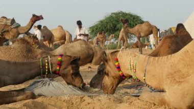 deve tüccarları deve besleyen