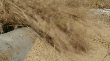 Kadınlar pirinç bitkileri vurmak