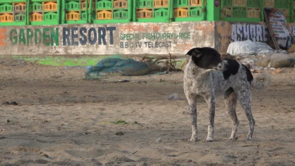 Zwerfhond blakt op het strand — Stockvideo