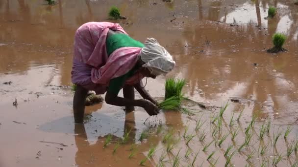 Kvinnan växter ris buntar — Stockvideo