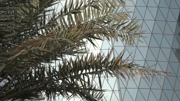 Construção atrás das folhas de uma palmeira — Vídeo de Stock