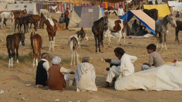 Comércio de cavalos em Pushkar, Índia — Vídeo de Stock