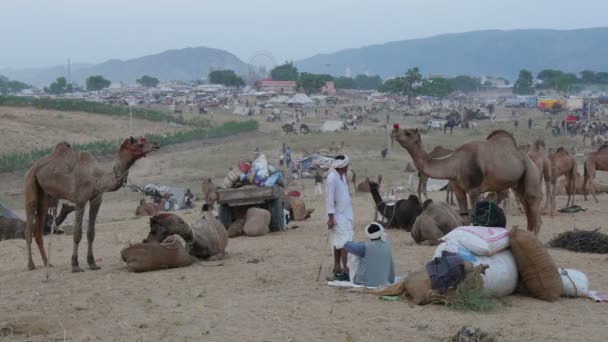 Übersicht über die Kamelmesse in Pushkar — Stockvideo