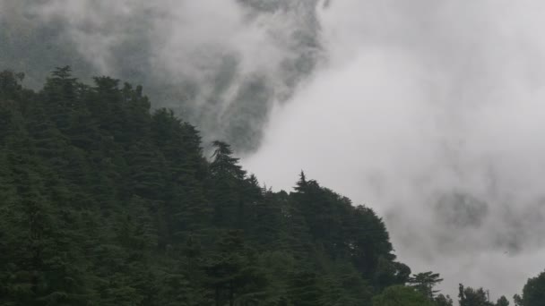 Regen und Nebel dringen in einen Wald ein — Stockvideo