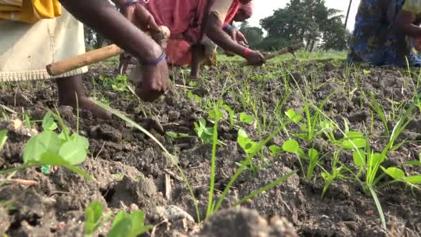 Women remove weeds from a piece of farmland — Stockvideo