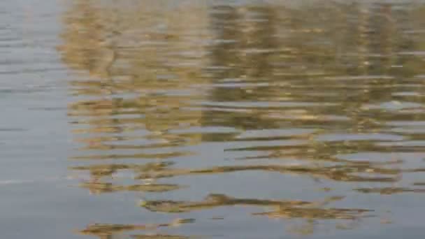 Reflection of the Golden Temple — Stock Video