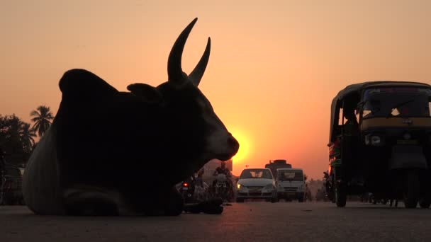 Vache assise sur la route — Video