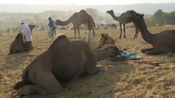 Comerciantes de camellos alimentando camellos — Vídeos de Stock