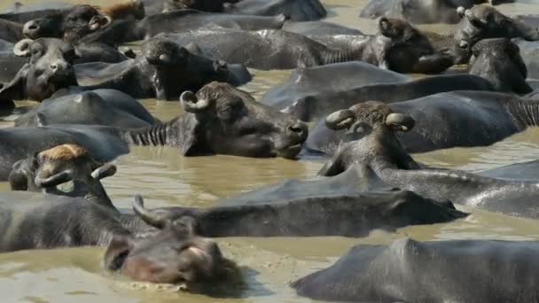 Buffaloes take bath in river — Stock Video