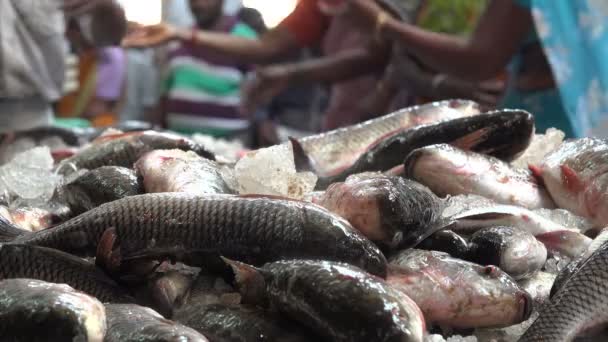 As pessoas compram peixe no mercado — Vídeo de Stock