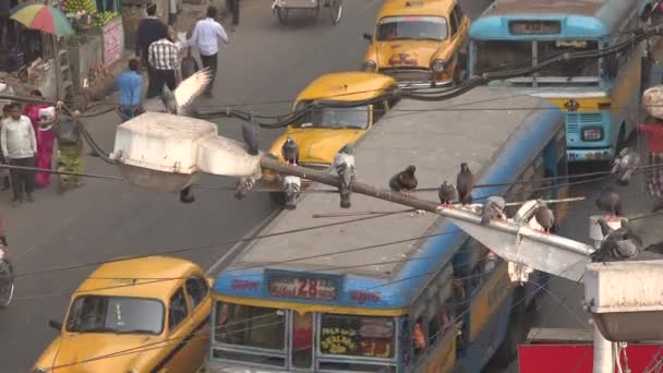Голуби отдыхают на фонарном столбе, на оживленной улице Калькутта — стоковое видео