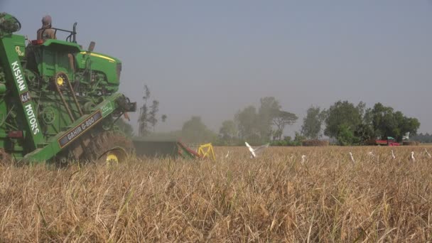 Boer gebruikt een combine harvester — Stockvideo