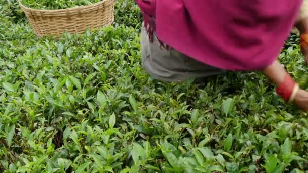 Kobieta wybiera liści herbaty — Wideo stockowe