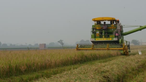 Farmers use a combine harvest — Stock Video