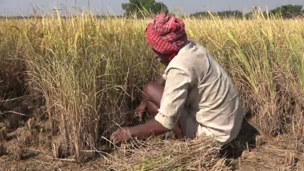 Mezőgazdasági termelő darabok rizs növények — Stock videók