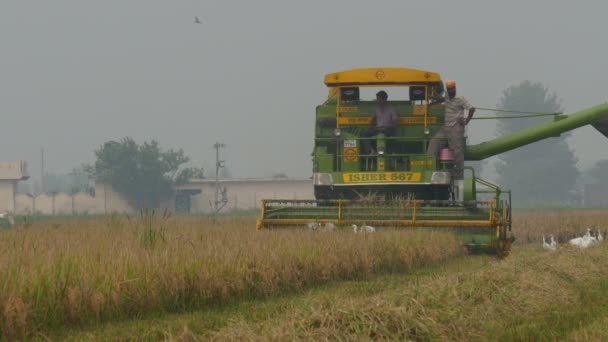 Farmers use a combine harvest — Stock Video