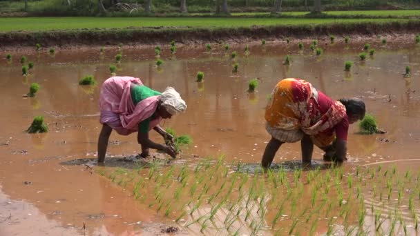 Donne piantano riso nel sud dell'India — Video Stock