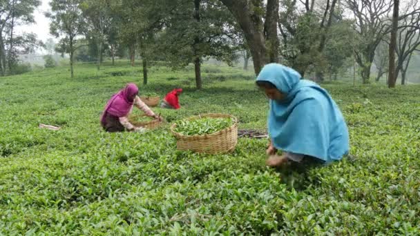 Les femmes cueillent des feuilles de thé — Video