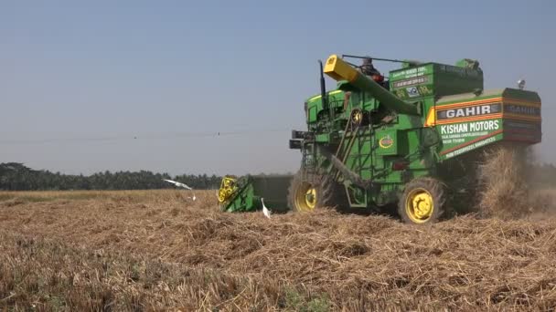 Farmer uses a combine harvester — Stock Video