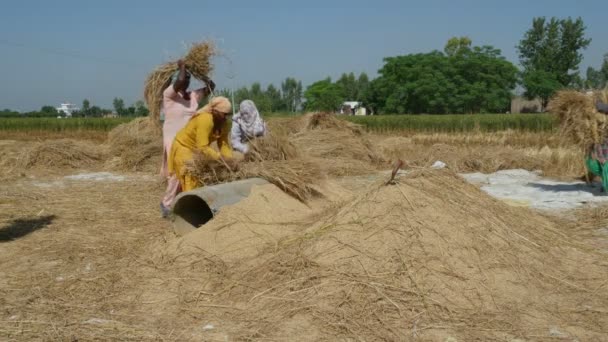 Women hit rice crops — Stock Video