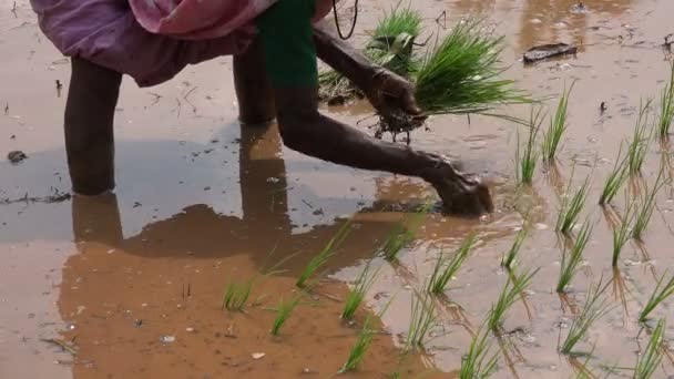 Mujer planta paquetes de arroz — Vídeo de stock