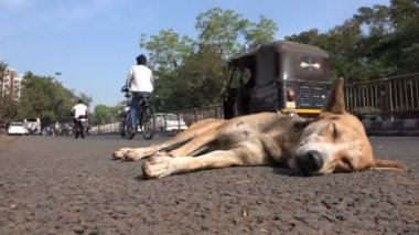 sokak köpeği bir dinlenme üstünde belgili tanımlık yol alır.