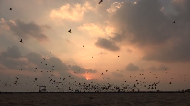 Huge flock of pigeons at sunrise — Stock Video