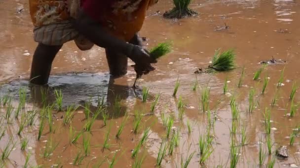 Woman plants rice bundles — Stock Video