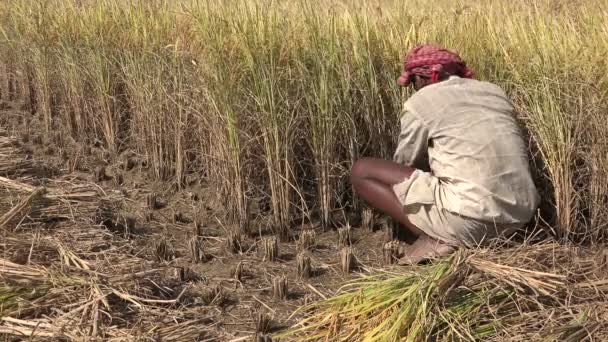 Agricultor corta plantas de arroz — Vídeo de Stock