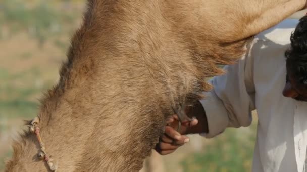 Een kapper snijdt de baard van een kameel — Stockvideo