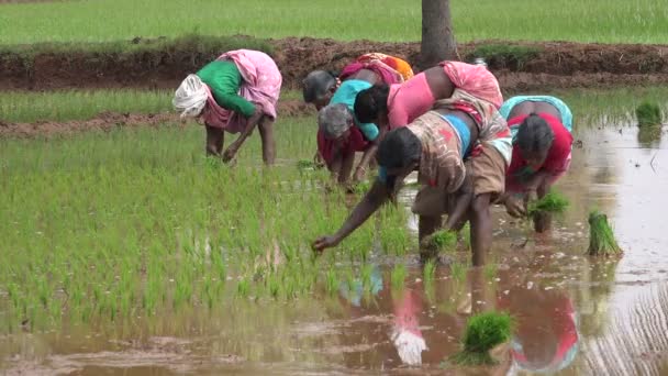 Группа женщин в разноцветных сари сажает рис в Индии — стоковое видео