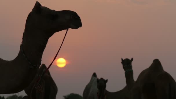 Cabeças de camelo ao pôr-do-sol — Vídeo de Stock