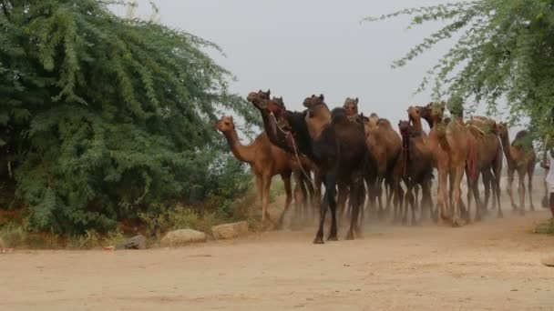 Cammelli che camminano attraverso un cervo — Video Stock