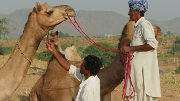 A barber cuts the beard of a camel — Stock Video